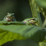 Tree frogs